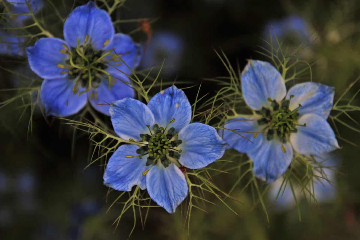 Cum să mănânci chimen negru și ce beneficii are?